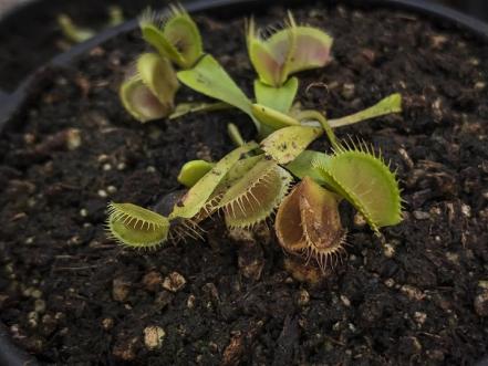 #NuestrasHistorias: Difunden aprendizaje en la venta de plantas carnívoras