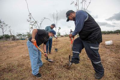Reforestan 50 árboles en San José Navajas
