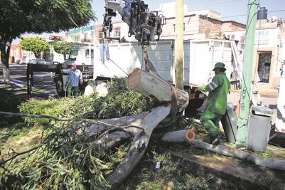 Querétaro tiene cuatro permisos para la tala legal de árboles 