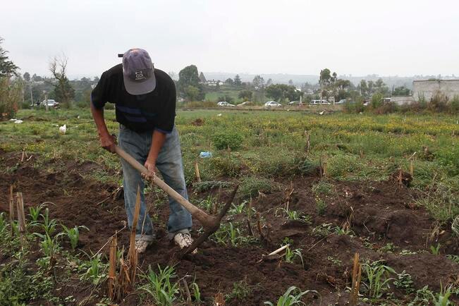 Zonas agrícolas han disminuido hasta 30%