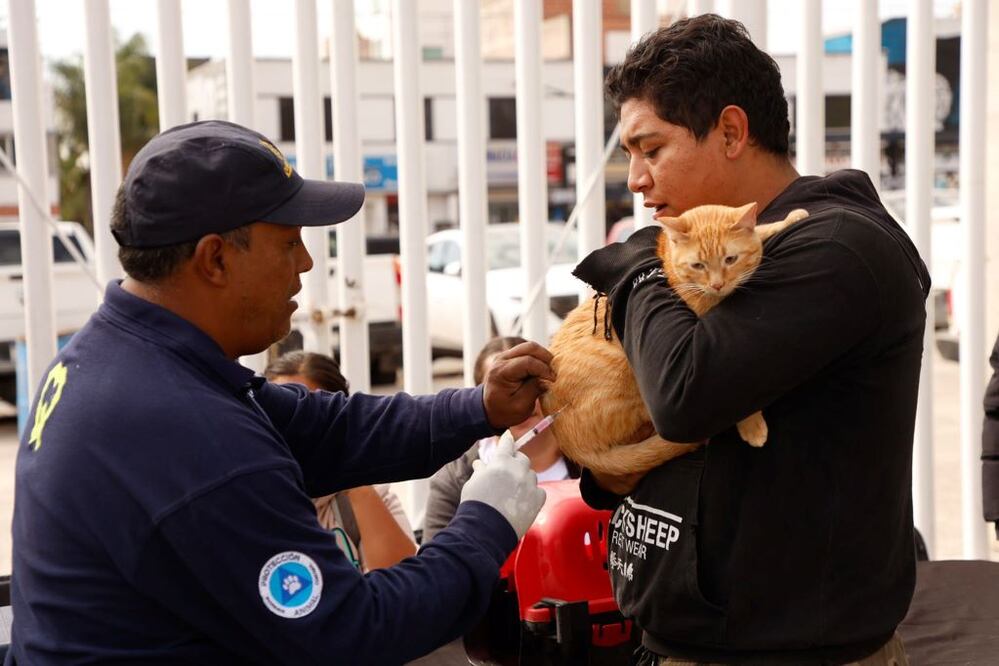 Realizan Mega Jornada de Esterilización para mascotas. Foto: Especial