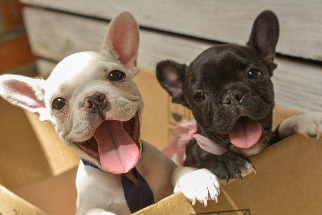 Perros se lanzan de shopping