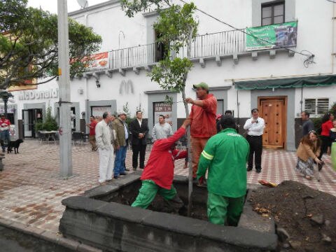 Dona Canaco árboles en SJR