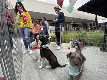 ¡En busca de un hogar! Arman feria para adoptar lomitos 