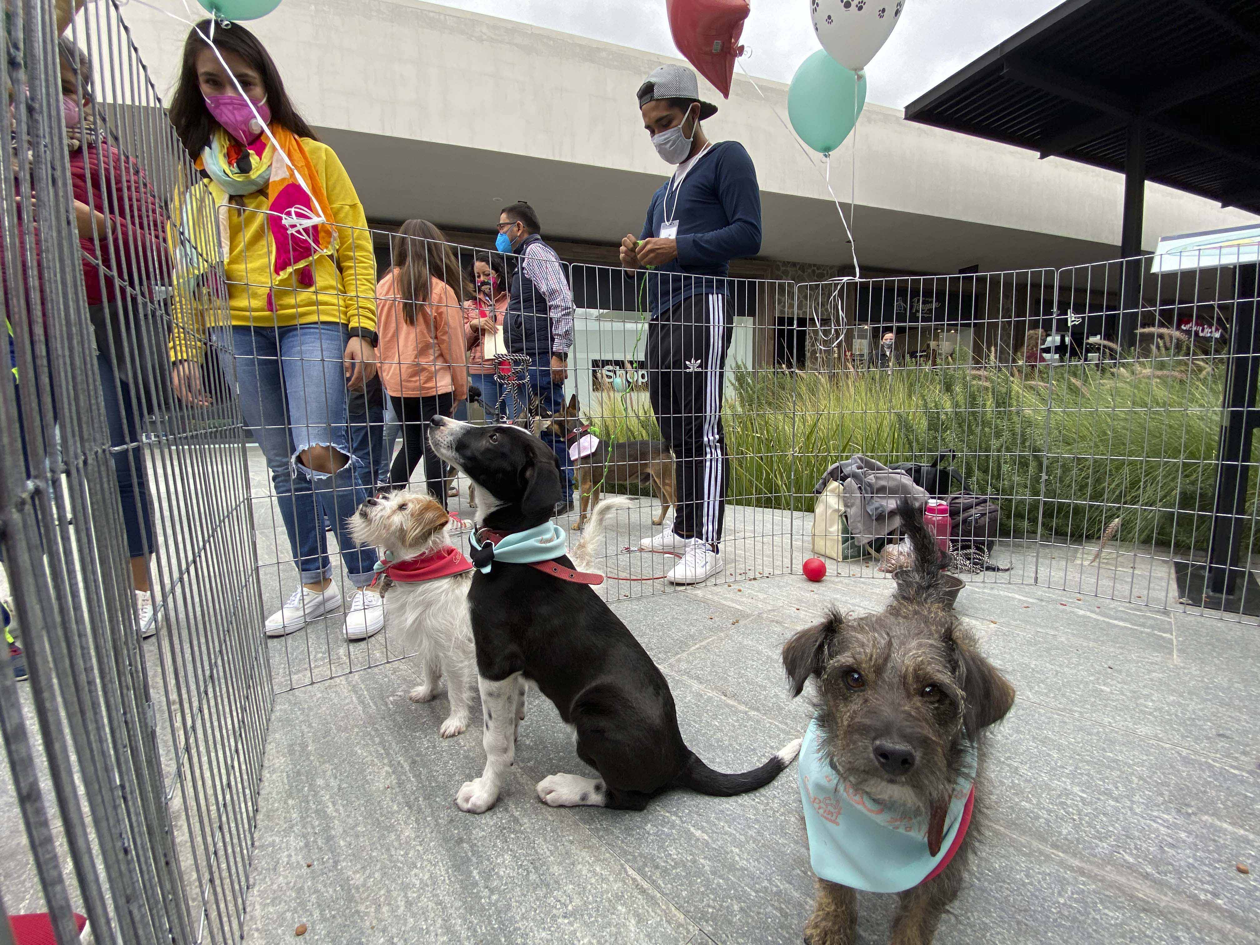 ¡En busca de un hogar! Arman feria para adoptar lomitos