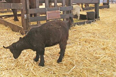 Destaca Querétaro por su calidad en la genética de animales