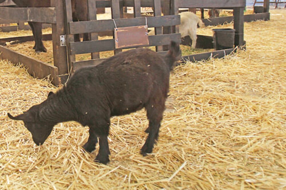 Destaca Querétaro por su calidad en la genética de animales