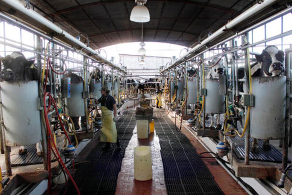 Lecheros piden apoyo para ser más competitivos