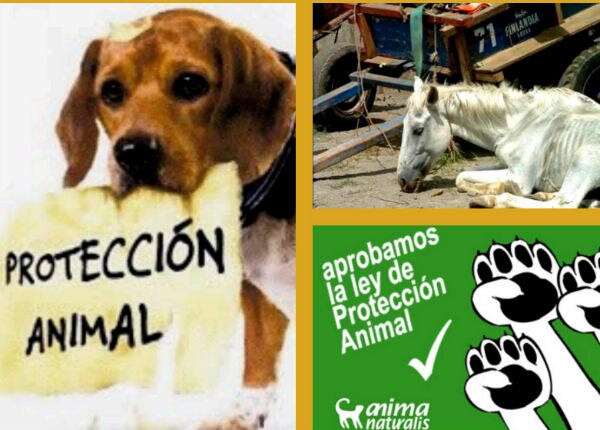 Propone protección de animales