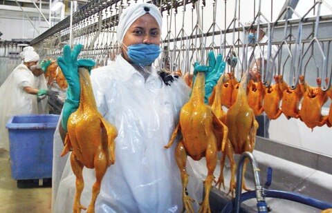 Flexibilizarán reglas para importar pollo
