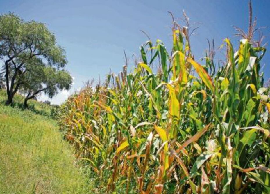 Auguran buen año para el agro queretano