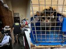 Hallan cacomixtle en la Parroquia de San Pedro La Cañada