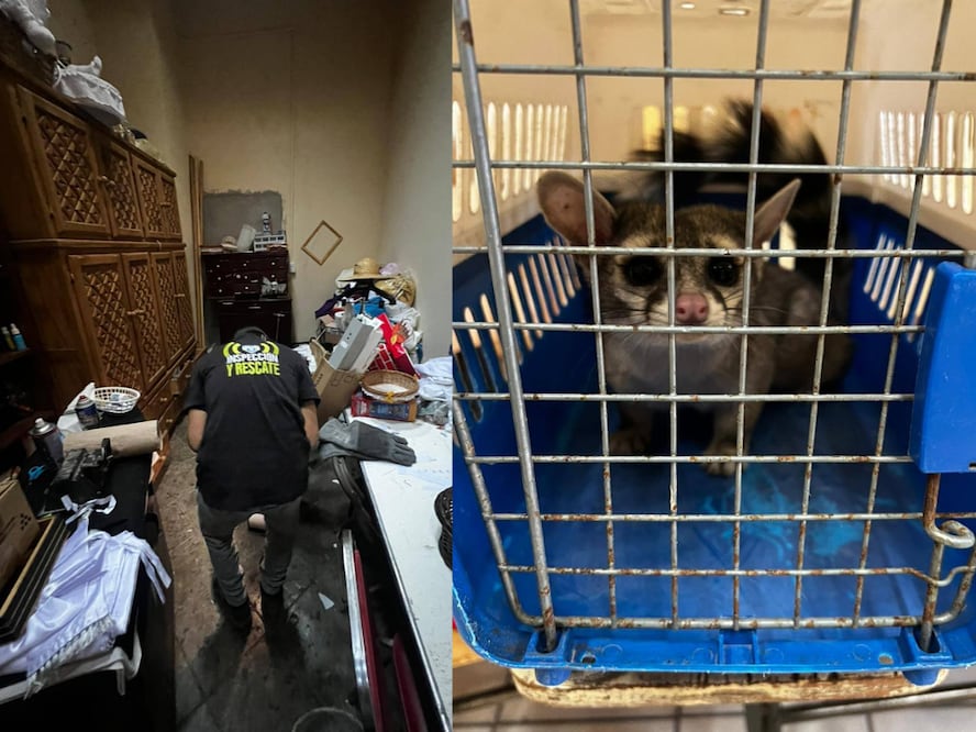 Foto. Facebook IMPA El Marqués