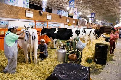 Se oponen locatarios a ampliación de feria ganadera