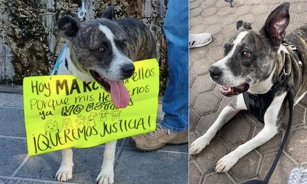 Muere Magdaleno, perrito que había sido macheteado en Querétaro