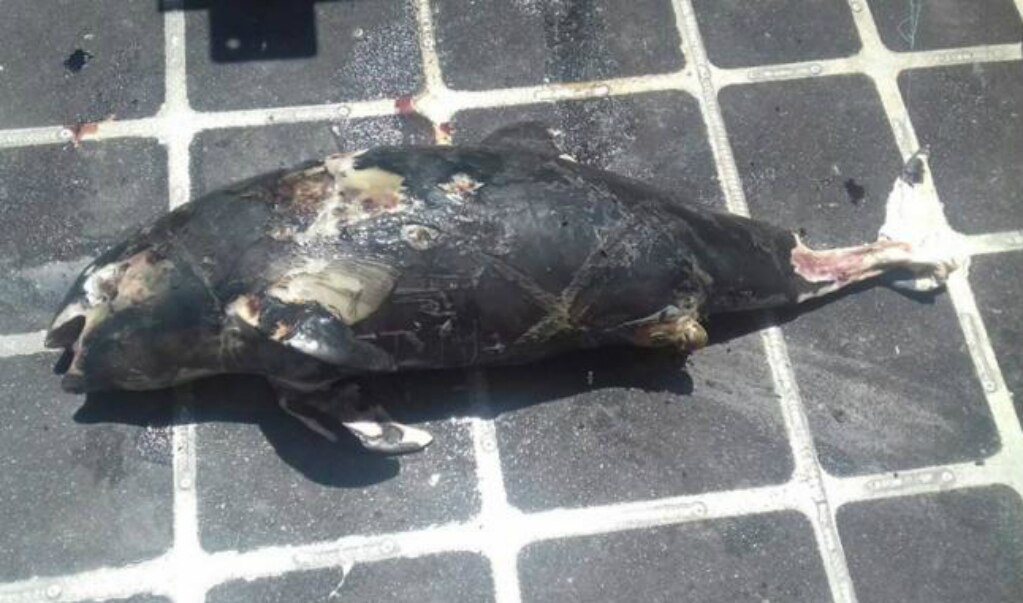 Hallan otra vaquita marina muerta