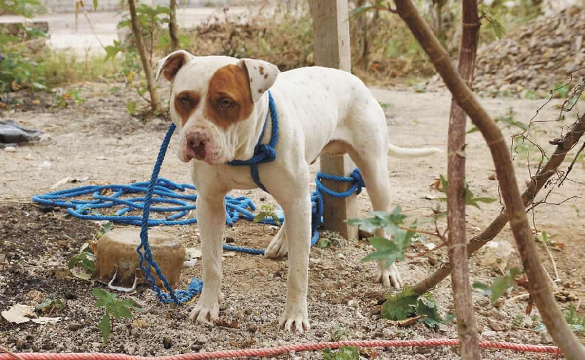Niño de 7 años muere atacado por sus perros pitbull en Chalco
