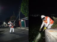 Refuerzan acciones contra mosquitos en el Parque Querétaro 2000 y zonas aledañas