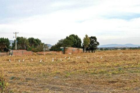 Cuestiona regidor cobro por predios