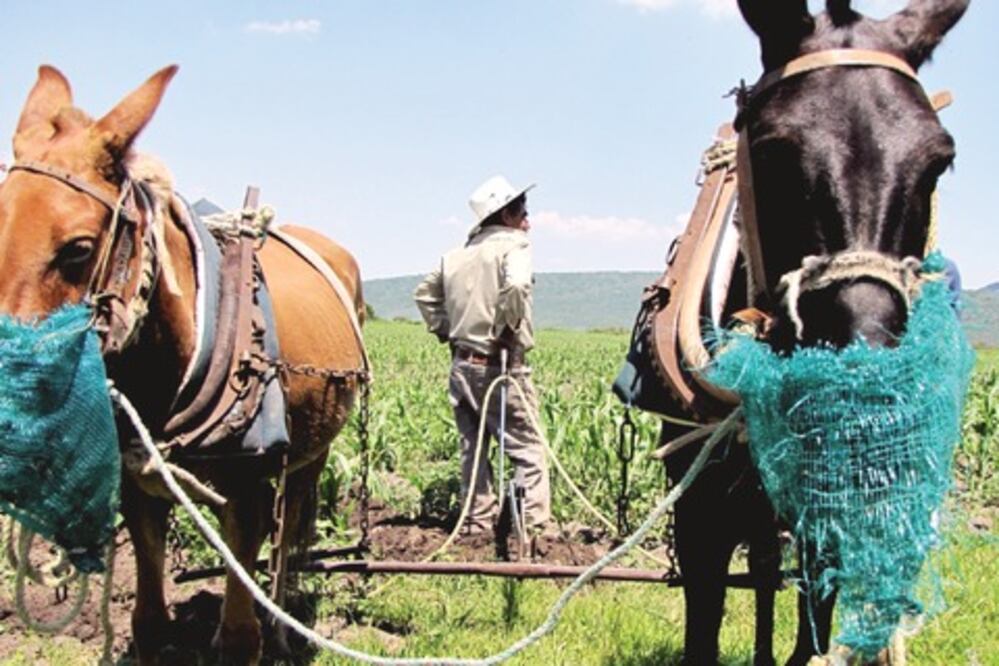 Autoridades, en deuda con el campo: diputado