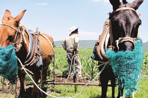 Autoridades, en deuda con el campo: diputado