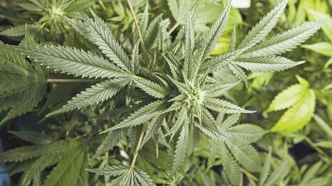 Lanzan estudio para probar beneficios médicos de la marihuana