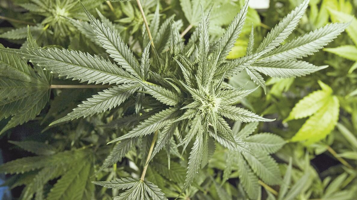 Lanzan estudio para probar beneficios médicos de la marihuana