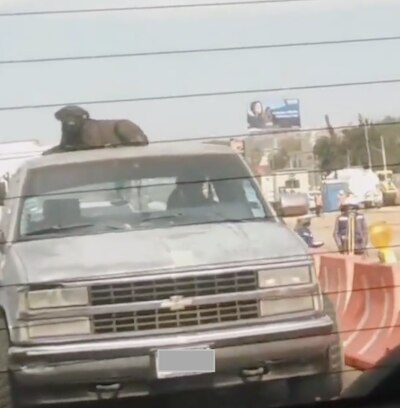 Captan a perrito encima de camioneta en plena avenida 5 de Febrero
