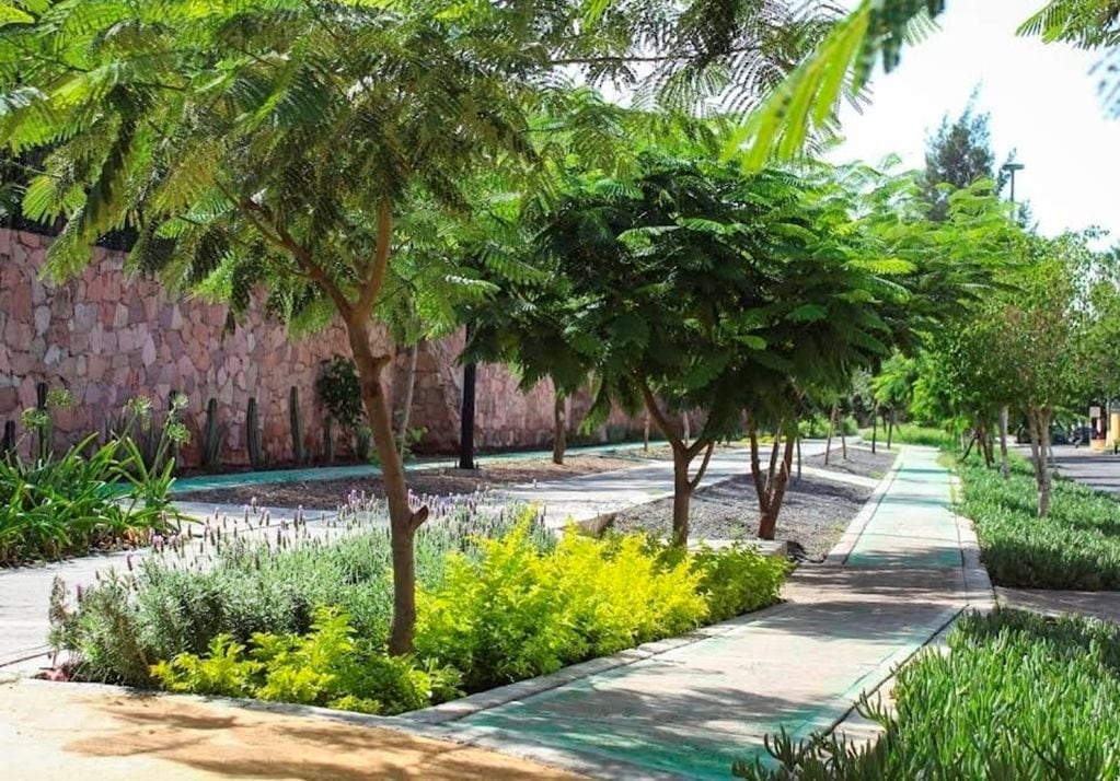 Censan árboles que pueden ser afectados por las obras del tren México-Querétaro. FOTO. ARCHIVO