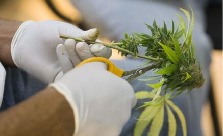 Morena propondrá ley para regular comercialmente la marihuana