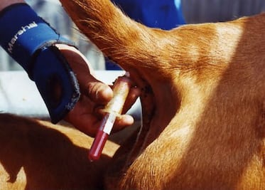 Querétaro busca eliminar tuberculosis 