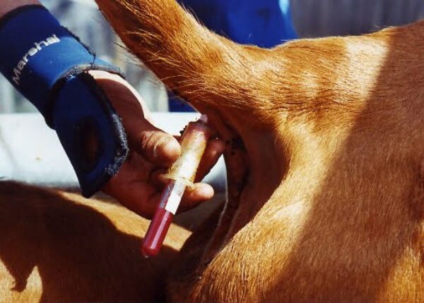 Querétaro busca eliminar tuberculosis