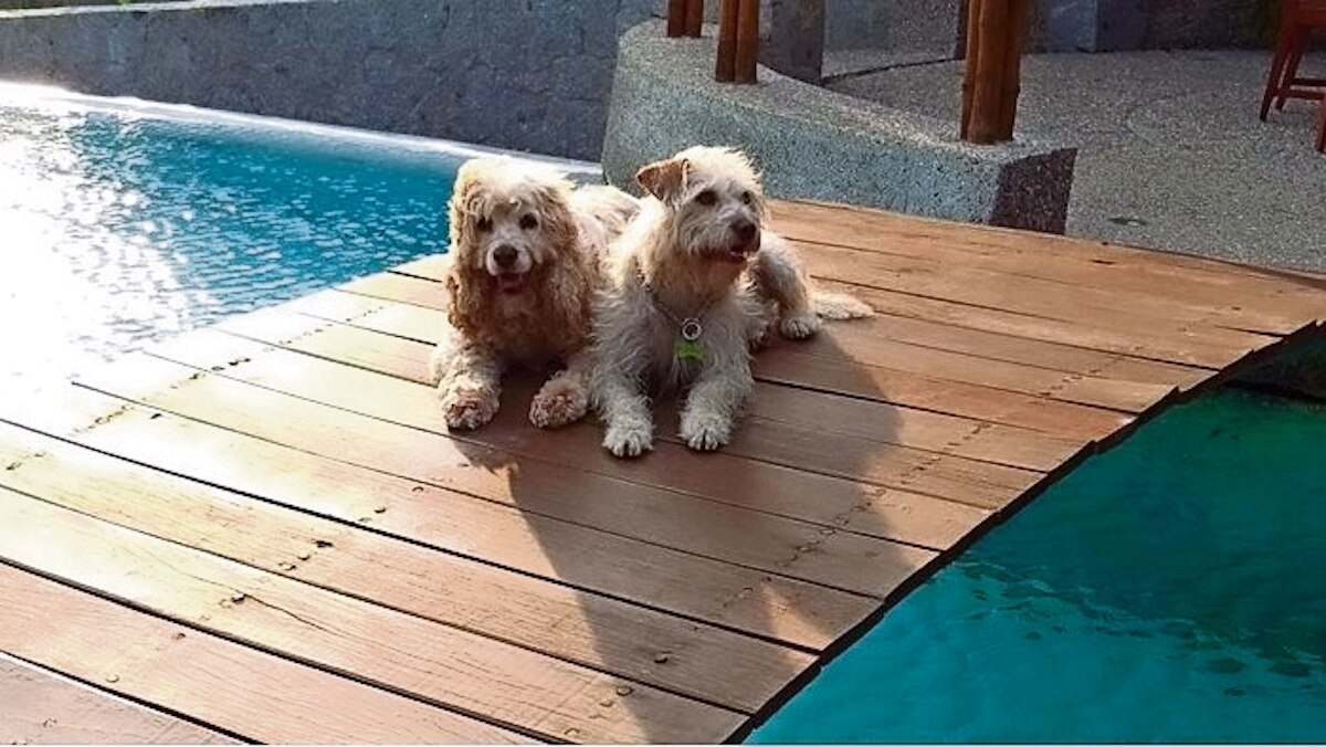 Cuento. Una historia, un perrito: Me llamo Mila, parte 2