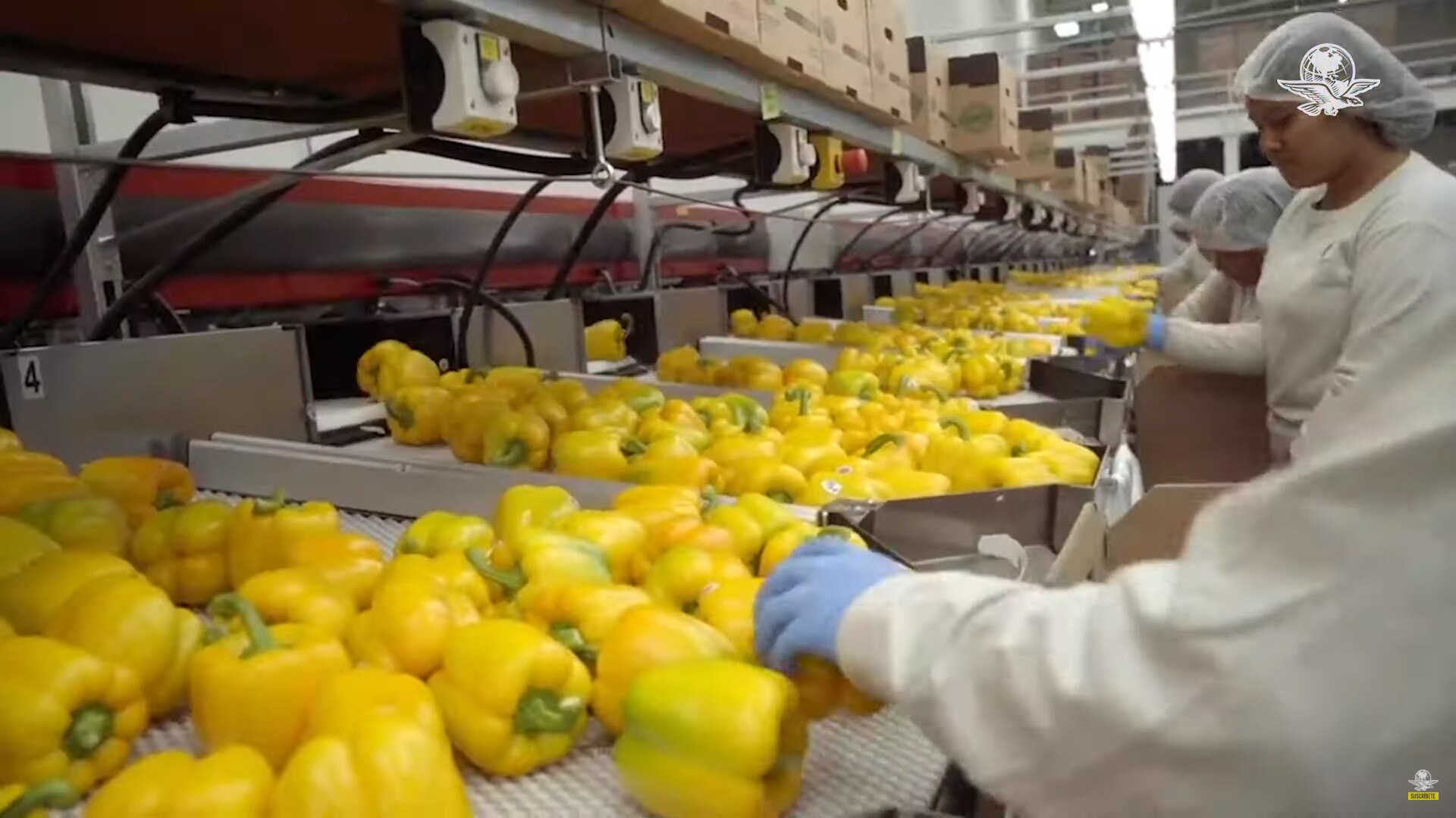 Foto: Captura de pantalla