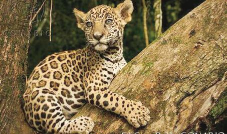 Peligran flora y fauna en México; se ha perdido 40%