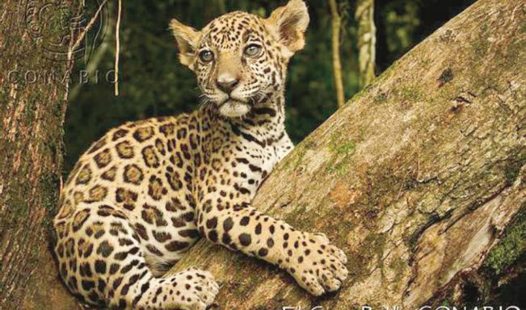 Peligran flora y fauna en México; se ha perdido 40%