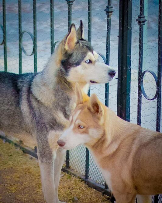 Video. Fiscalía de Querétaro rescata a dos perros que habían sido robados