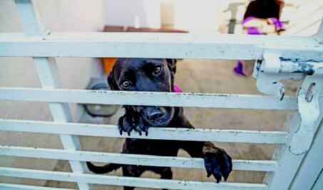 Habrá nueva unidad de control animal