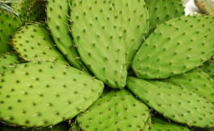 Organizan primera feria del nopal en El Varal