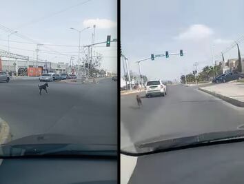 Captan momento en que dueño abandona a su perro doberman en la capital de Querétaro