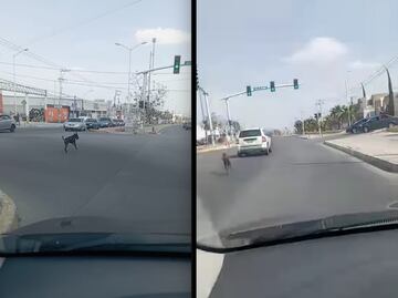 Captan momento en que dueño abandona a su perro doberman en la capital de Querétaro