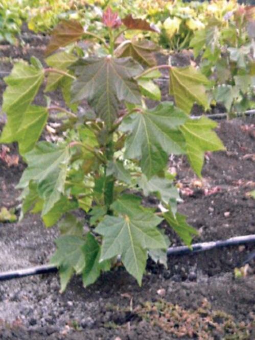 UAQ trabaja producción de biodiésel