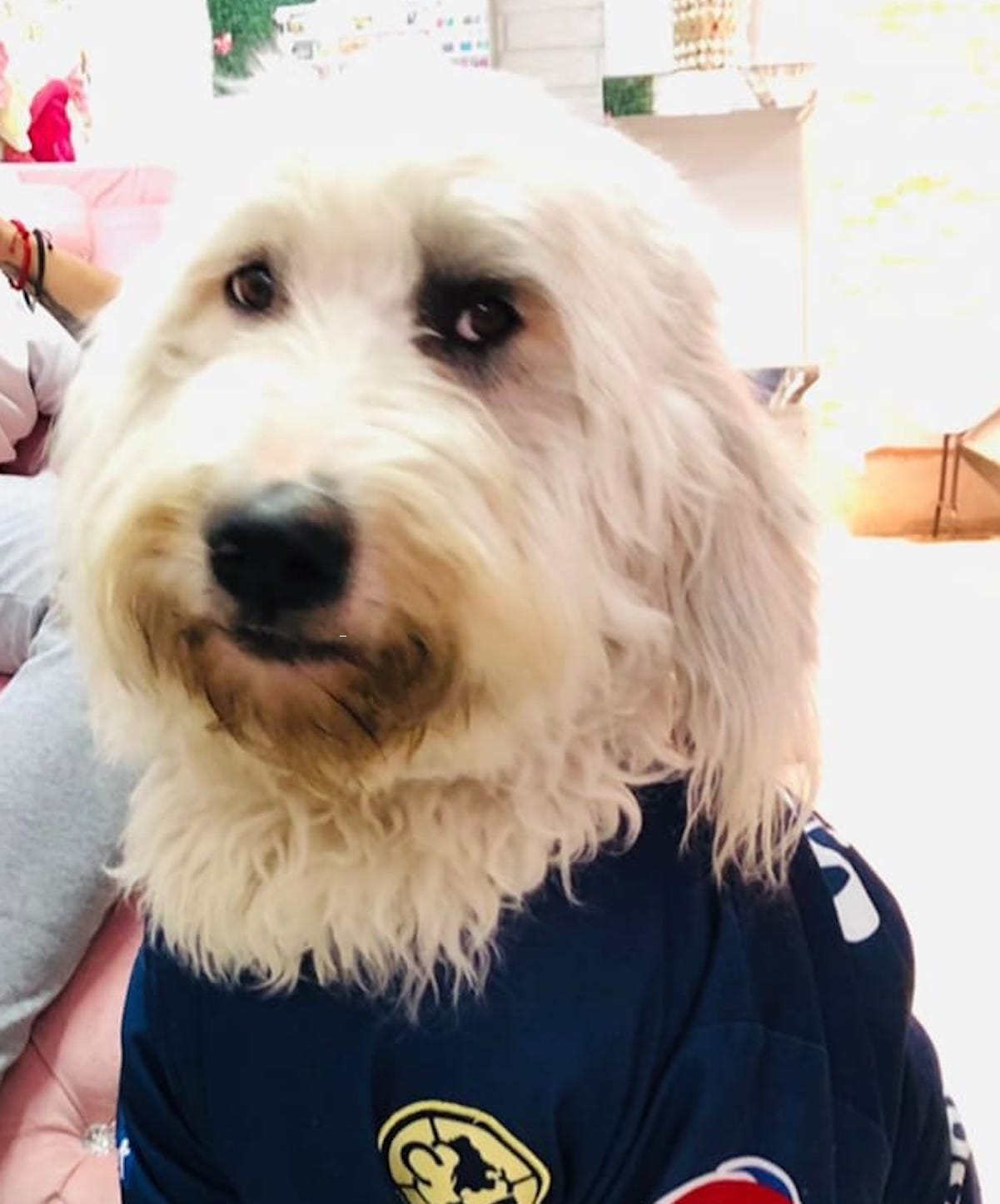 Piden justicia para Polo; murió en un centro de entrenamiento canino de Querétaro