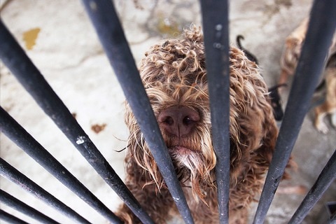 Pendiente, iniciativa en pro de animales