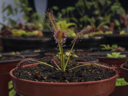 #NuestrasHistorias: Difunden aprendizaje en la venta de plantas carnívoras