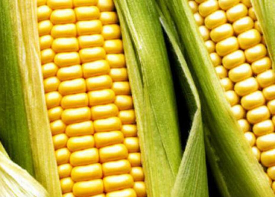 Kellogg’s impulsa maíz amarillo