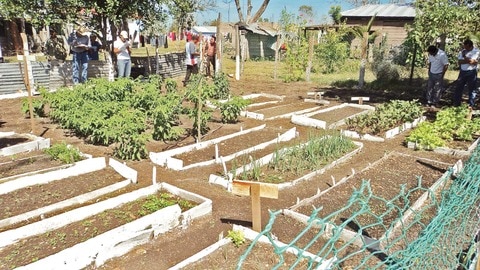 Buscan ampliar huertos comunitarios