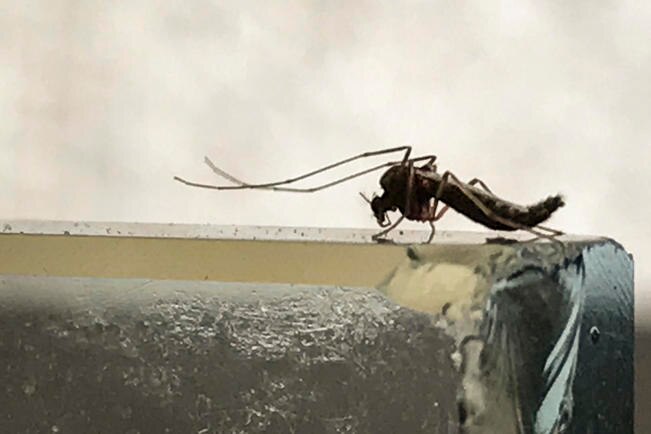 Cierra año con 17 casos de zika en la entidad: Ssa