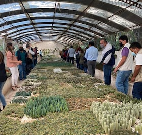 Cadereyta alberga a uno de los mejores invernaderos de cactáceas del mundo 