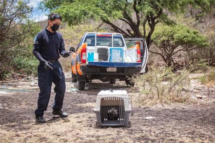 Hallan zorrillo en el patio de una casa en Querétaro; lo recuperan y llevan a su hábitat 